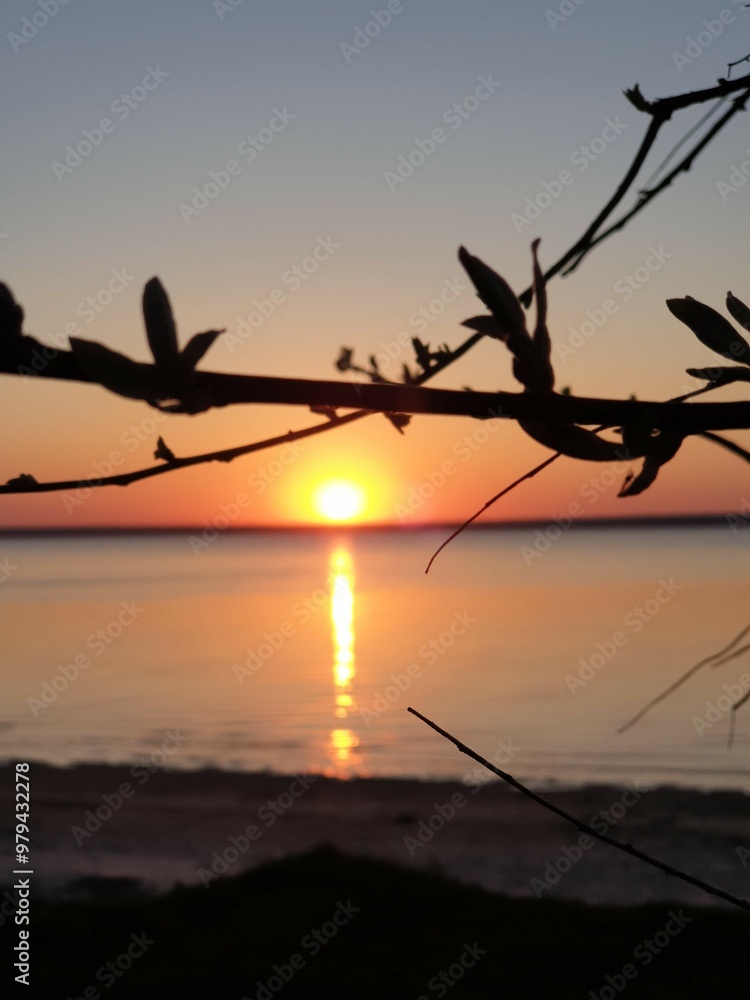 Fototapeta premium Sunset near the river with a view of sun and branches of the tree