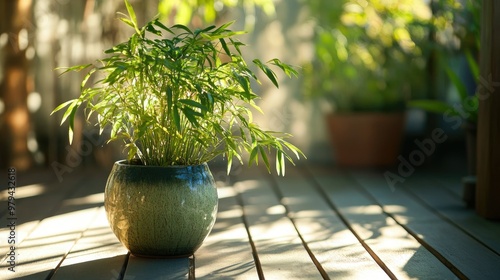 A thriving asparagus sprengeri tree in a ceramic pot on a wooden deck, the greenery radiating in the morning sunlight with shadows cast from nearby plants. photo