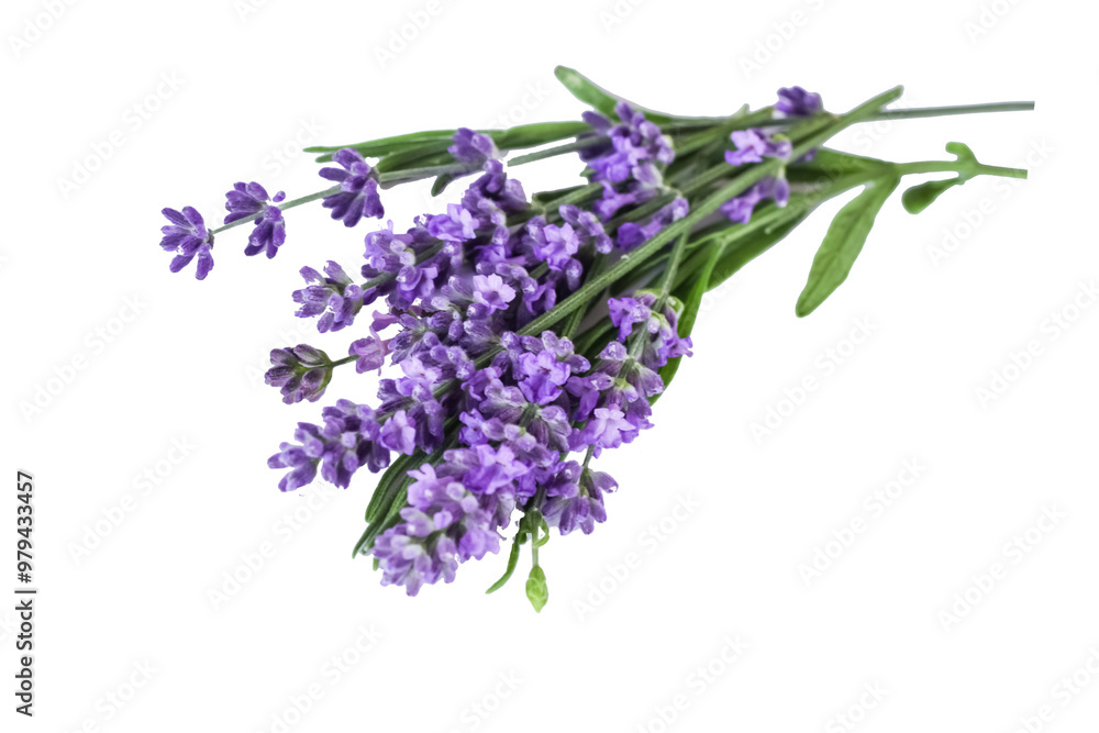 bouquet of several lavender flowers isolated on a white background. bouquet of several lavender flowers isolated on a white background.