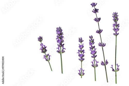 lavender flowers isolated on white