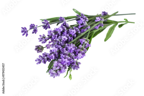 bouquet of several lavender flowers isolated on a white background.