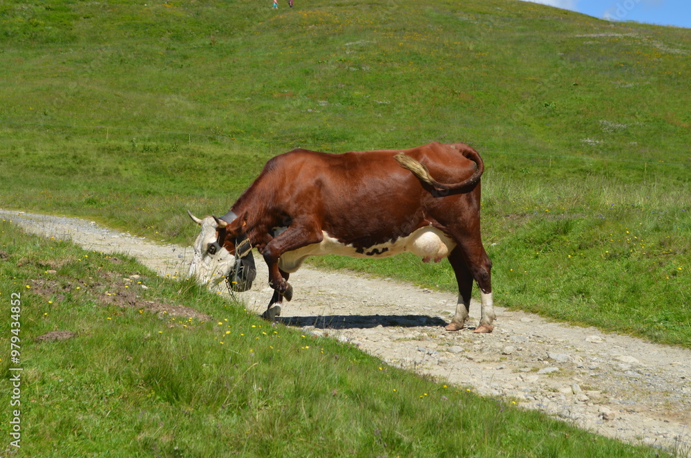 Fototapeta premium Chamonix