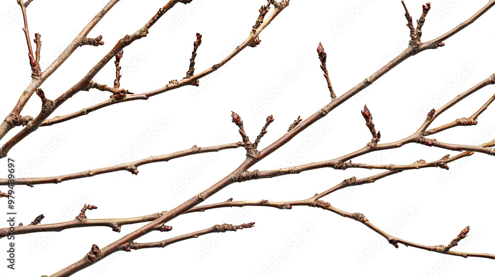 Fototapeta premium Silhouette of a tree with branches isolated on a white background, featuring a minimalist and abstract design