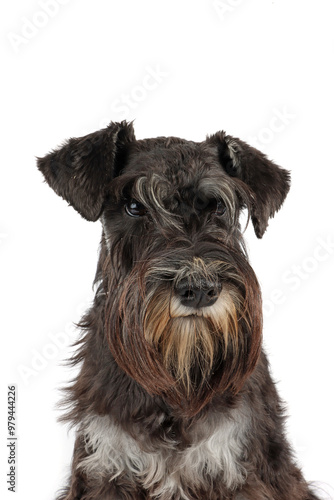 portrait of miniature schnauzer isolated 