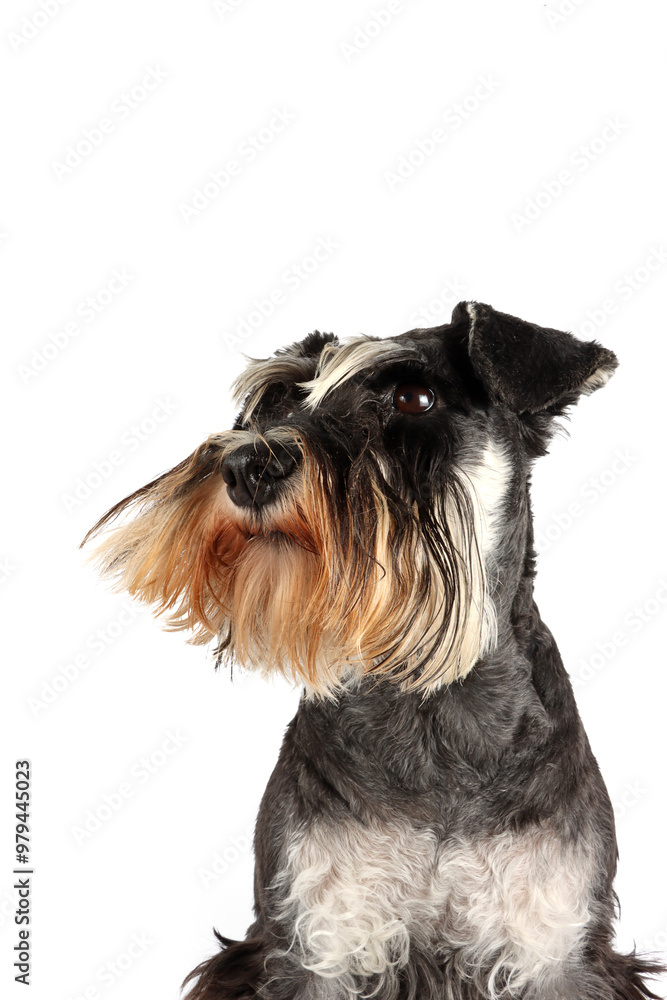 portrait of miniature schnauzer isolated portrait of miniature schnauzer isolated