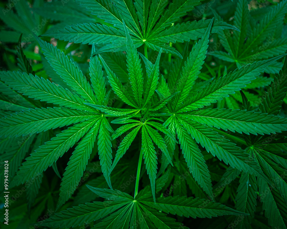 leaf background leaf background