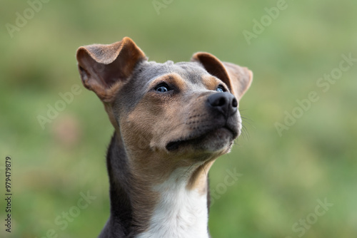 Regard profond de chien photo