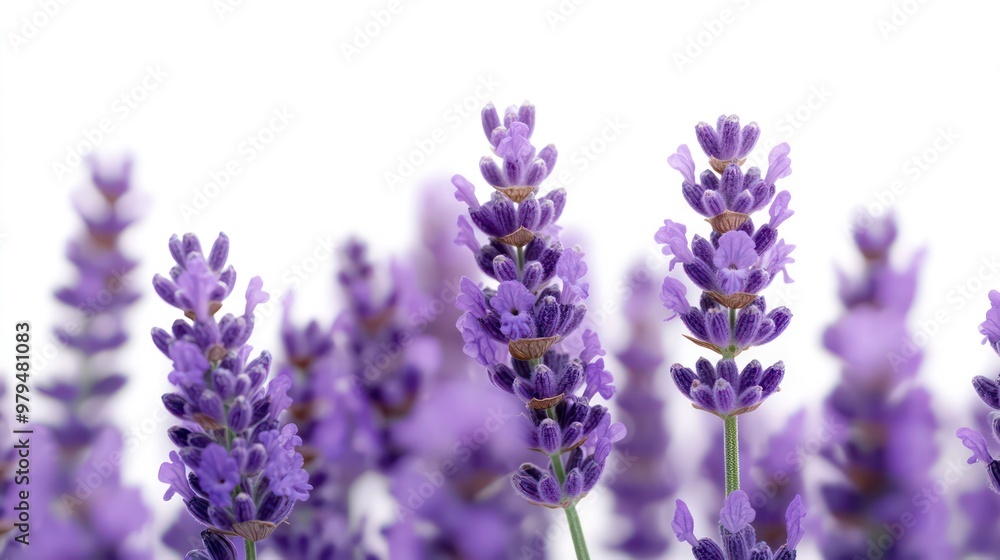 Obraz premium Beautiful Lavender Flowers in Soft Focus, Aromatic and Tranquil Purple Blooms