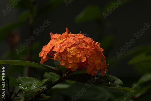 This beautiful cluster of flowers is known as flame of the woods by many.  This is a species of West Indian Jasmine and really lights up the area with the bright orange colors. photo