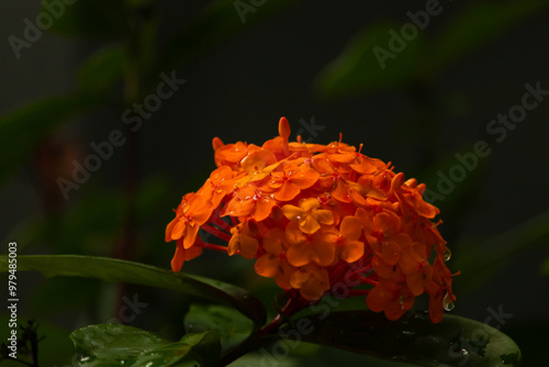 This beautiful cluster of flowers is known as flame of the woods by many.  This is a species of West Indian Jasmine and really lights up the area with the bright orange colors. photo