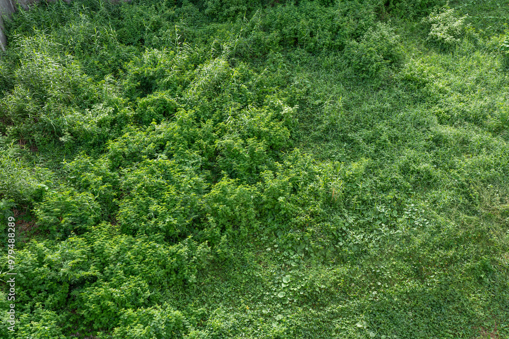 Green grass field texture, fresh nature's foliage Green grass field texture, fresh nature's foliage