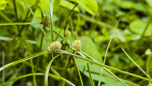 Teki flower (Kylinga brevifolia). A grass plant with ball-shaped flowers. Has benefits as an herbal medicine. photo