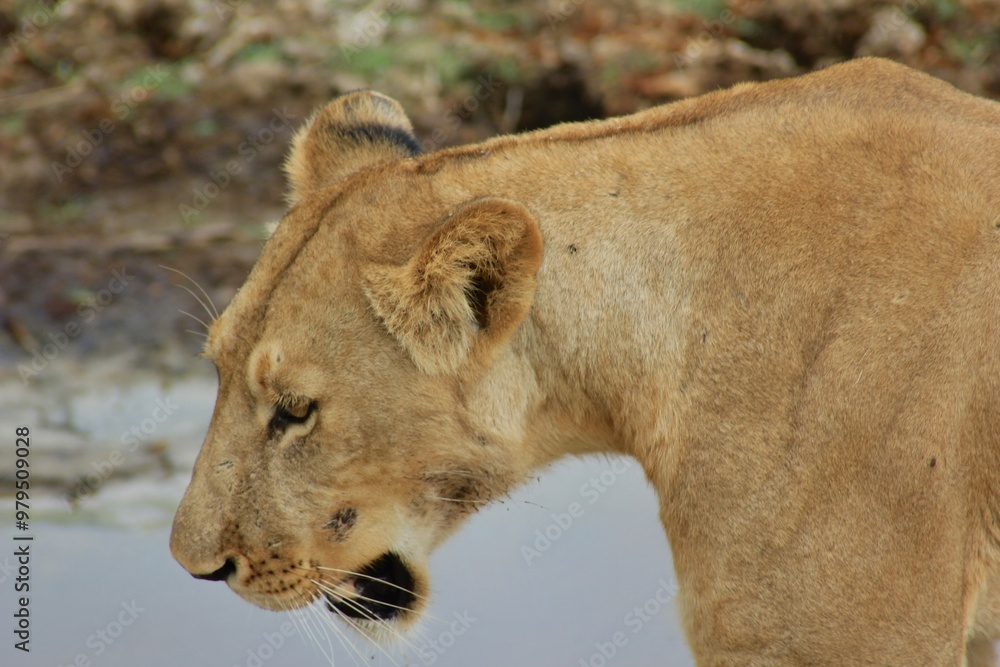 Fototapeta premium lion in the wild