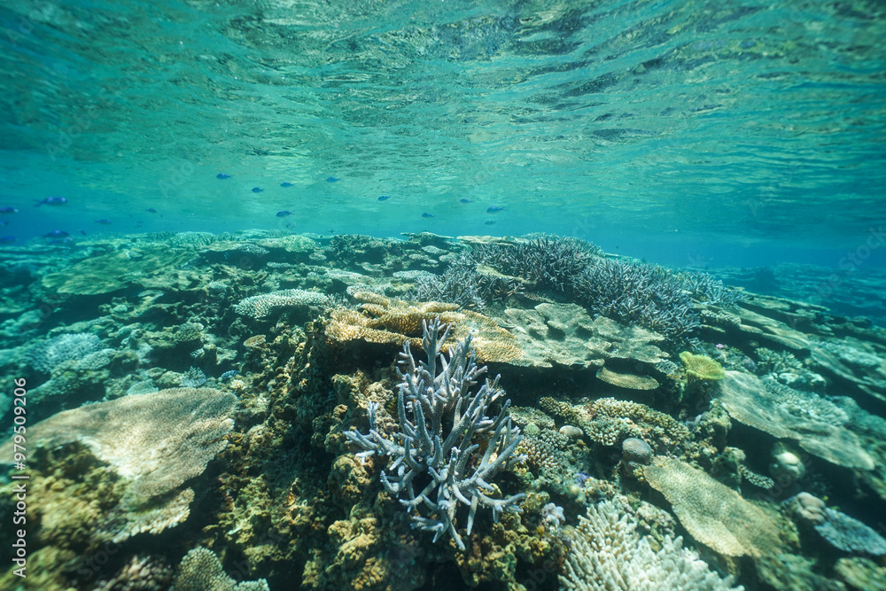 Beautiful coral reef underwater Okinawa in Japan Beautiful coral reef underwater Okinawa in Japan