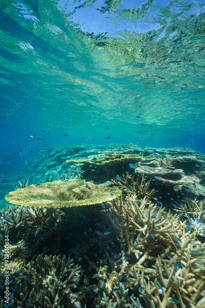 Obraz premium Beautiful coral reef underwater Okinawa in Japan