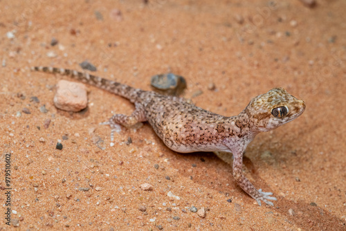 Reptiles de Marruecos
