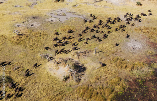 Aerial view of Cape Buffalo (Syncerus caffer caffer), roaming herd, the white birds are Cattle Egrets (Bubulcus ibis), Okavango Delta, Moremi Game Reserve, Botswana. photo