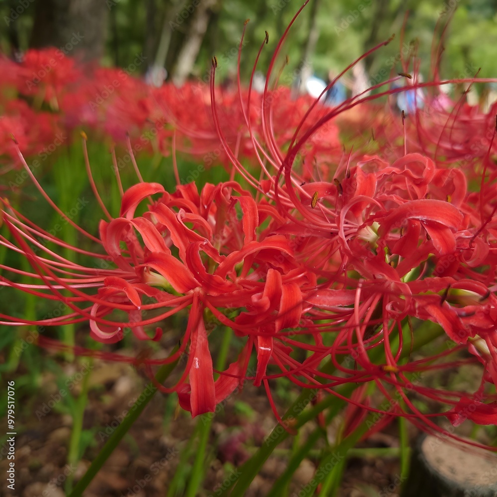 spider lily　曼珠沙華