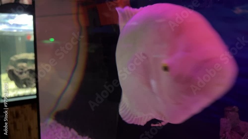 Osphronemus goramy Closeup beautiful white freshwater fish swims in blue water. Underwater, selective focus, motion blur. photo