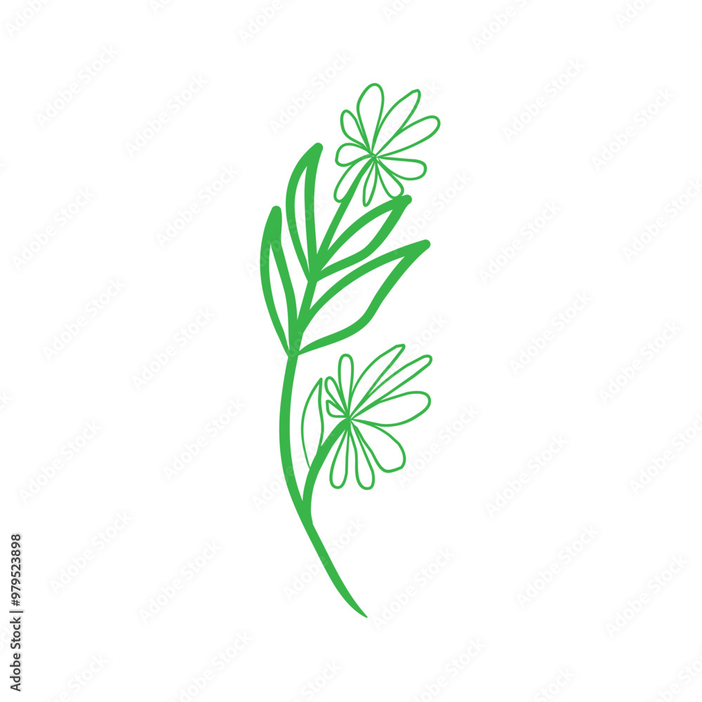 herbs isolated on white background herbs isolated on white background