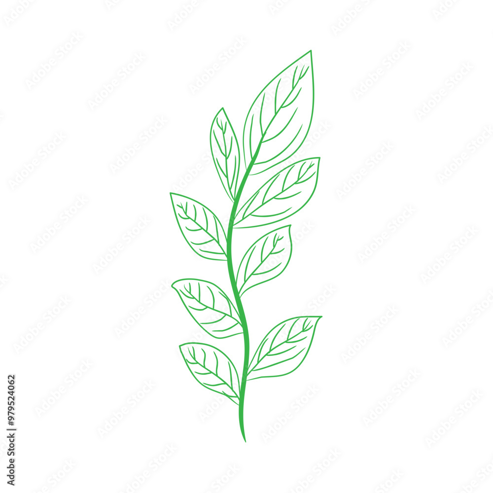 Fototapeta premium green leaves isolated on white