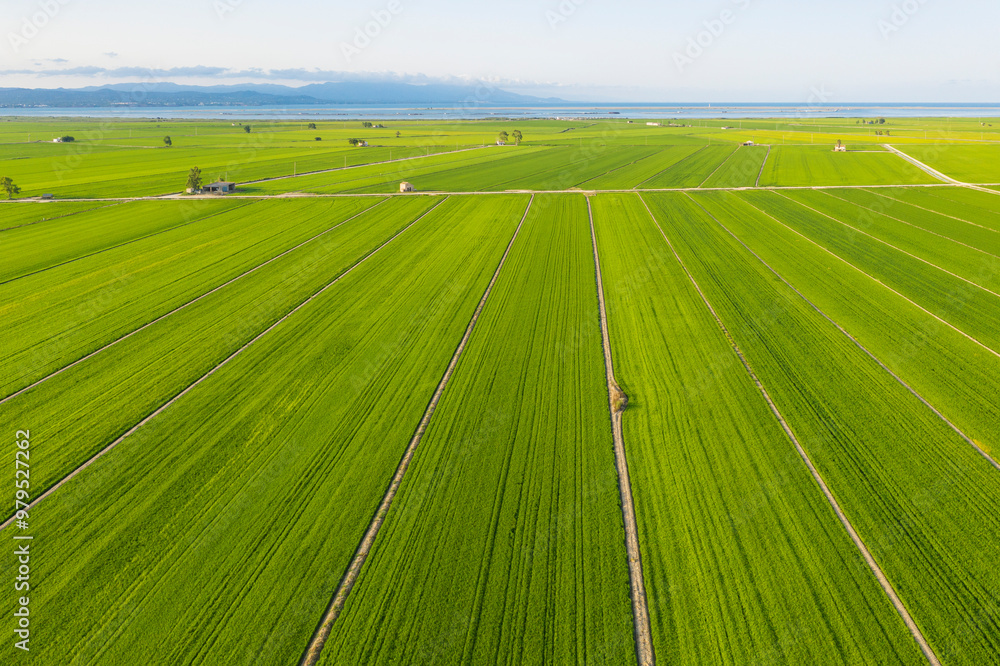 Aerial view of Rice fields (Oryza sativa) in July. Aerial view. Ebro Delta Nature Reserve, Tarragona province, Catalonia, Spain. Aerial view of Rice fields (Oryza sativa) in July. Aerial view. Ebro Delta Nature Reserve, Tarragona province, Catalonia, Spain.