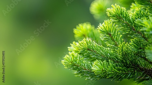  A pinch-point focus on a pine branch, teeming with verdant leaves in the near proximity, while the backdrop softly blurs