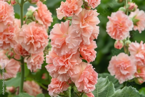 Alcea rosea Chater s Double Apricot features double apricot colored blooms photo