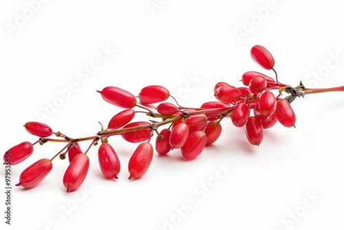 Barberry isolated on white background photo