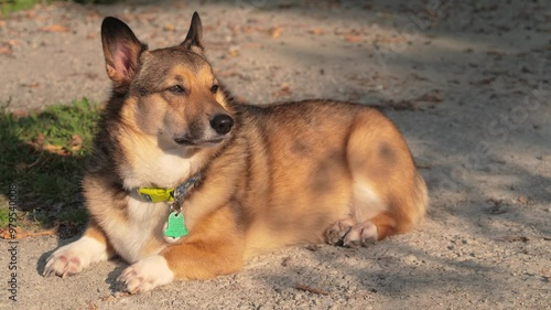 Corgi Dog laying on Gravel in the sun