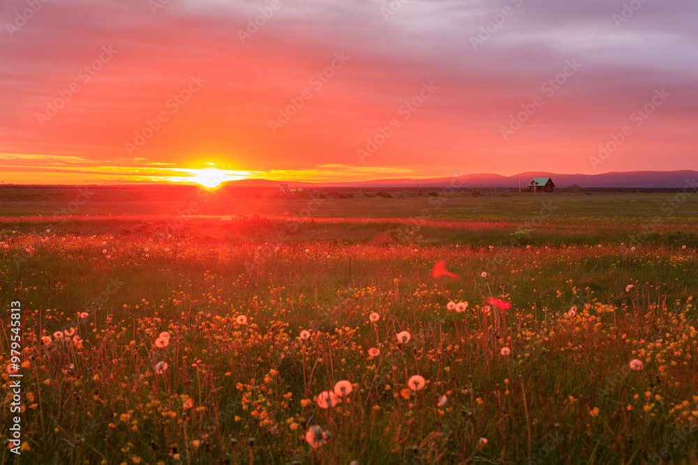 View of serene sunset over a beautiful field of wildflowers under an orange sky, Seljalandsfoss, Iceland. View of serene sunset over a beautiful field of wildflowers under an orange sky, Seljalandsfoss, Iceland.