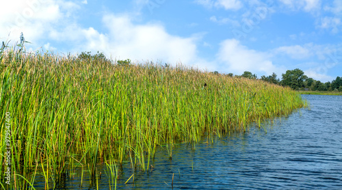 Schilf am Wasser bei Boverwijde, Giethoorn, sehenswertes Dorf in Holland