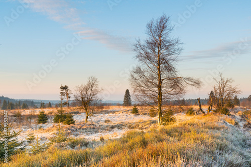 View of frosty landscape with early sunshine and barren trees, Hautes Fagnes, Belgium. photo