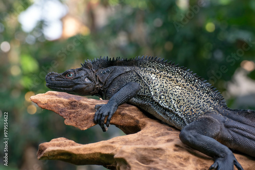 hydrosaurus celebensis, a sailfin dragon from sulawesi island photo