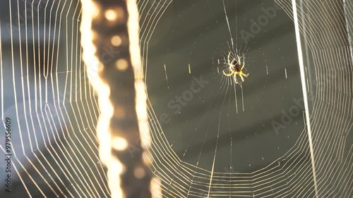 Spider moves in web close-up