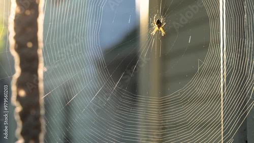 Spider sits in web close-up