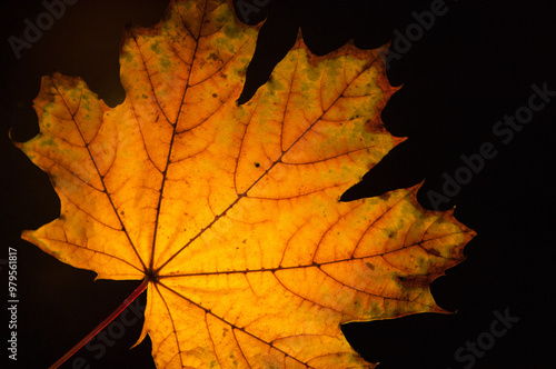 Wallpaper Mural Backlit yellow leaves on a black background. Horizontal photo. Torontodigital.ca