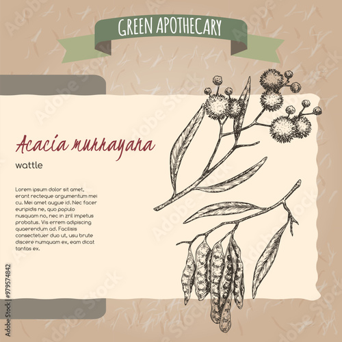 Wattle aka Acacia murrayana sketch on vintage paper background. Green apothecary series.