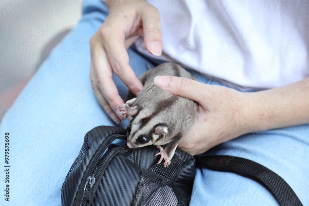 Two Sugar Gliders Two Sugar Gliders