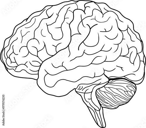 Human brain outline vector illustration