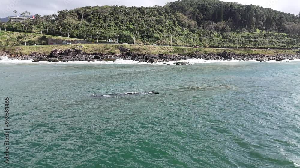 The whale's family, swimming on the south coast fo Brazil. 