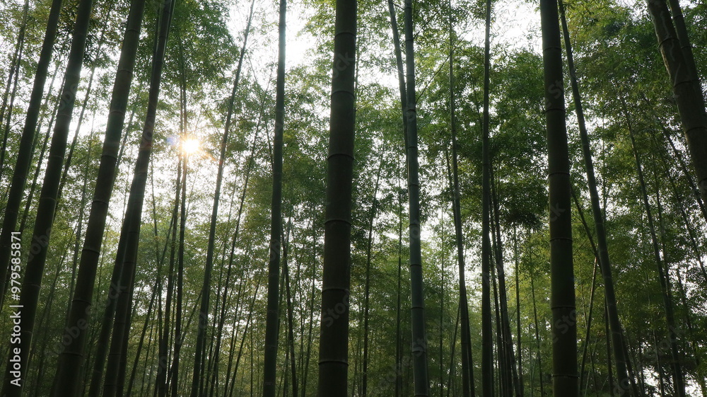 forest, tree, landscape, nature, path, autumn, green, mist, mountain, trail, outdoors
forest, tree, landscape, nature, path, autumn, green, mist, mountain, trail, outdoors
