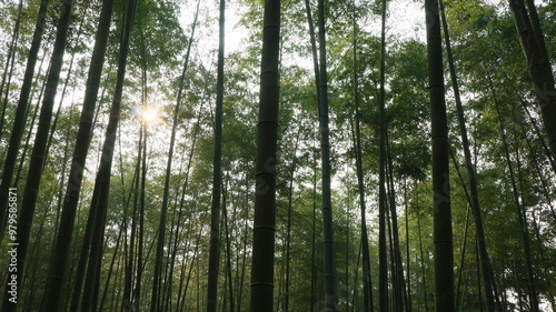 forest, tree, landscape, nature, path, autumn, green, mist, mountain, trail, outdoors
