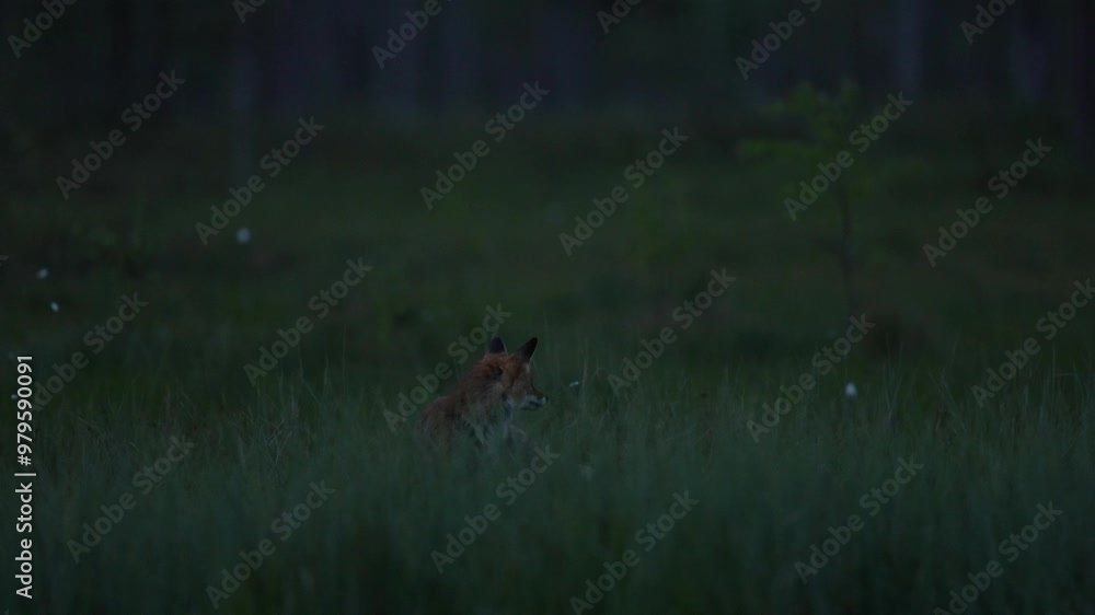 Finland wildlife. Red Fox, Vulpes vulpes, beautiful animal on green vegetation, cotton grass flower, in the forest, in the nature habitat, evening sun with nice light, Wildlife nature, Europe. Finland wildlife. Red Fox, Vulpes vulpes, beautiful animal on green vegetation, cotton grass flower, in the forest, in the nature habitat, evening sun with nice light, Wildlife nature, Europe.