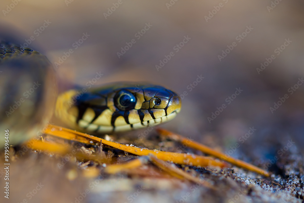 closeup snake crawl on a ground closeup snake crawl on a ground