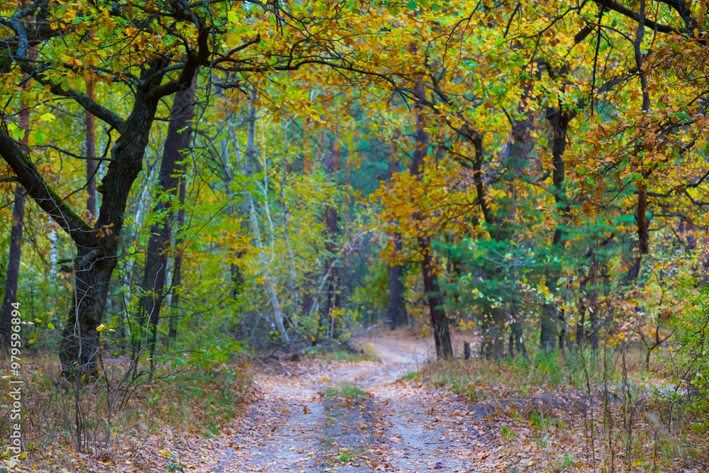 ground road through the red dry autumn forest ground road through the red dry autumn forest