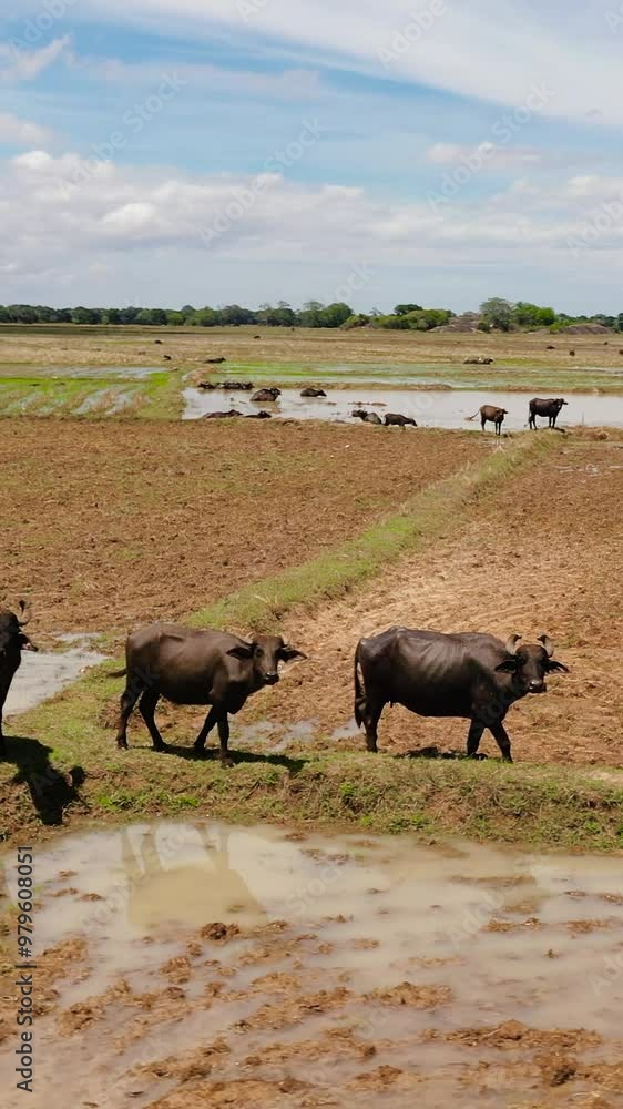 Aerial view of Buffaloes on farmland in rural areas in Sri Lanka. Sri Lanka. Aerial view of Buffaloes on farmland in rural areas in Sri Lanka. Sri Lanka.