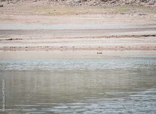 Red duck swims on high-mountain lake Khargush in Pamir in Tien Shan mountains in Pamir photo