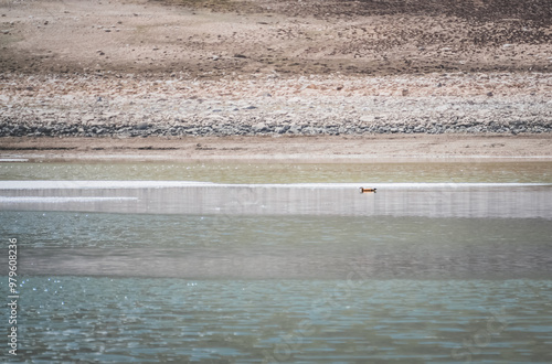 Red duck swims on high-mountain lake Khargush in Pamir in Tien Shan mountains in Pamir photo