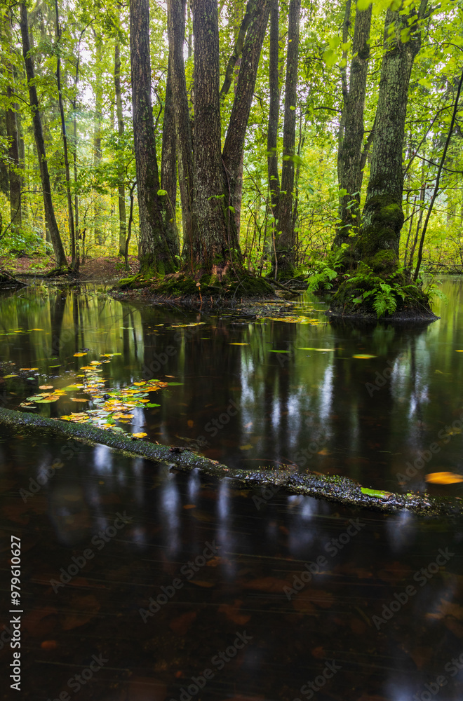Fooled swamp with tree, fern and autumn leaf. Czech calm landscape Fooled swamp with tree, fern and autumn leaf. Czech calm landscape